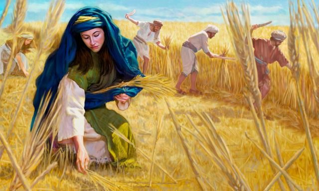 Ruth - gleaning in the fields of Boaz